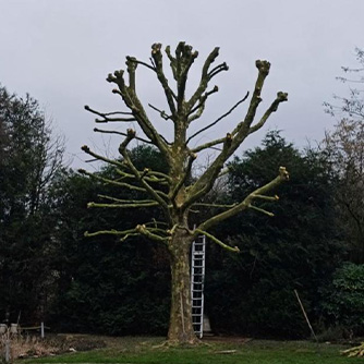 Coté Jardin 02 - Elagage d'arbres