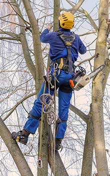 Elagage d’arbre